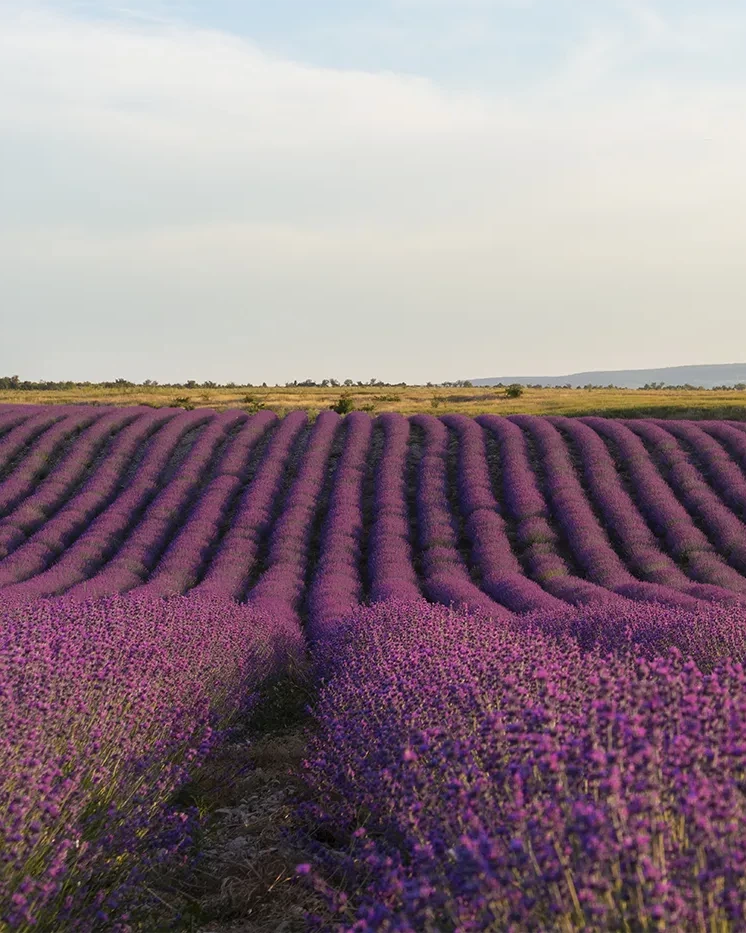 campi di lavanda calabria